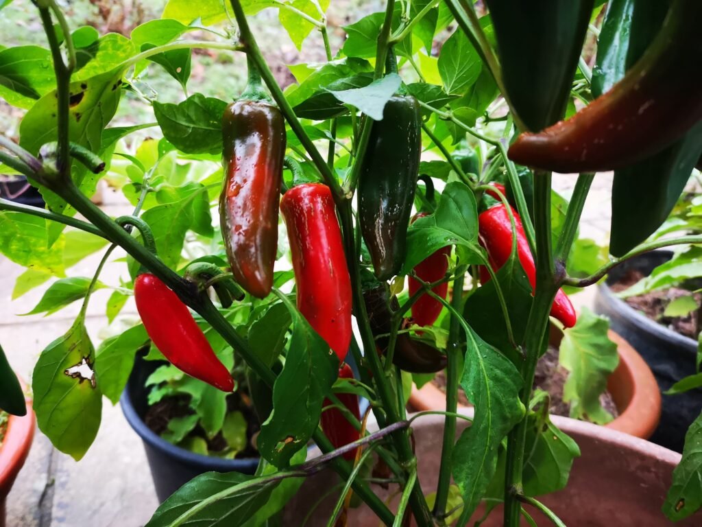 Growing Aubergines and Peppers