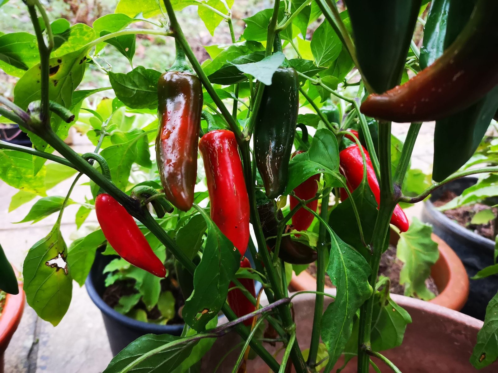 Jalapenos growing on the plant