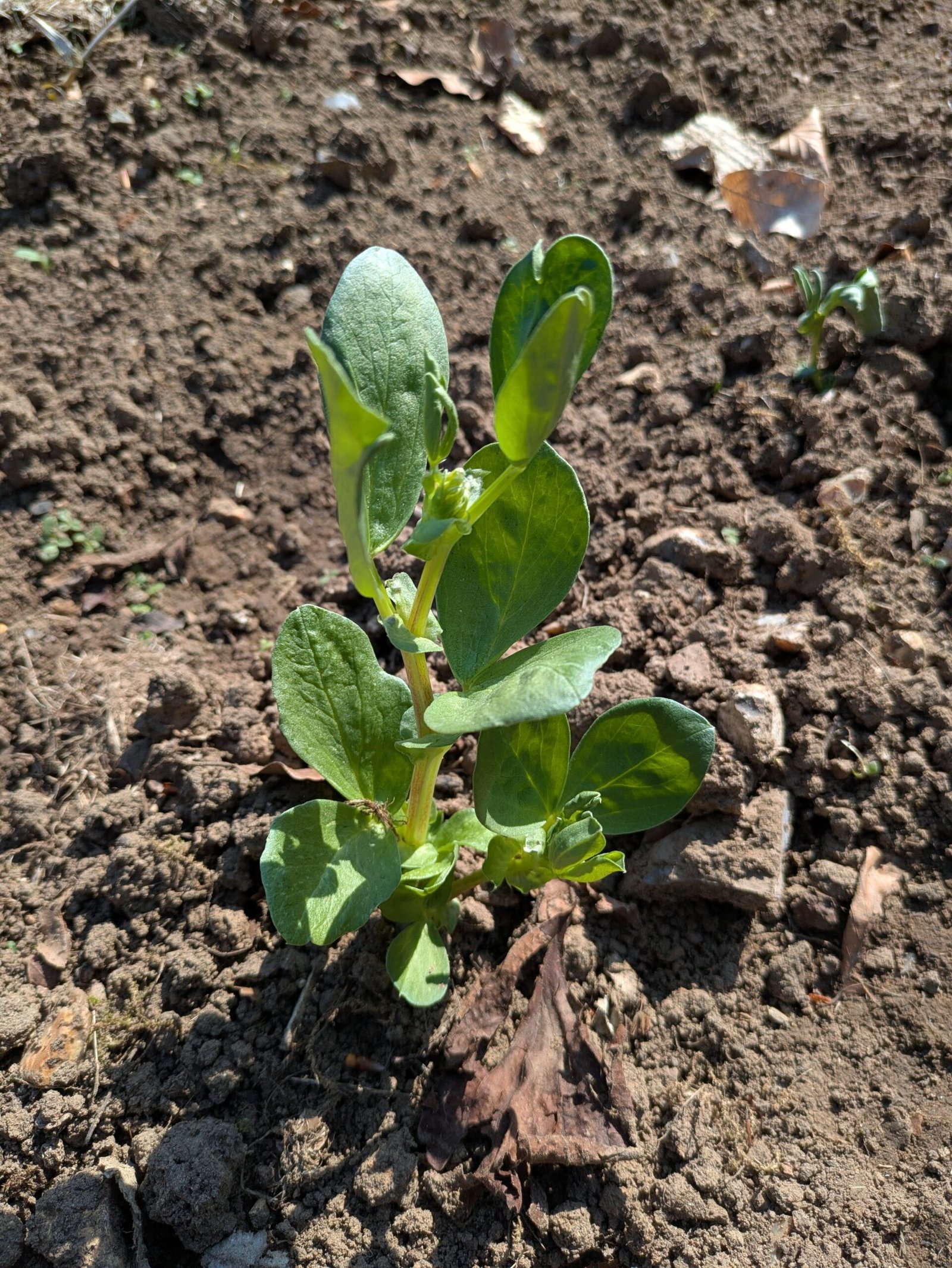 PXL_20250418_093054465 Broad bean seedling