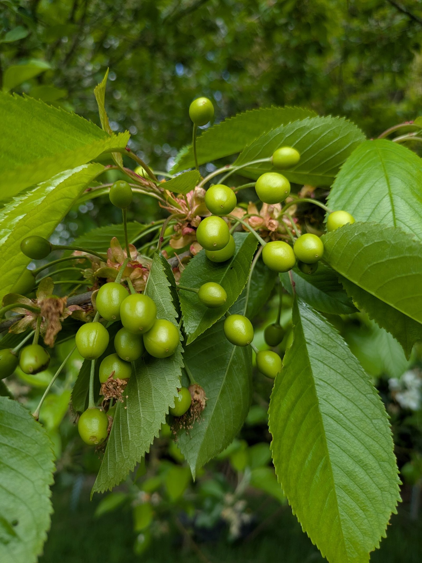 PXL_20250508_163415683 Cherries on the tree