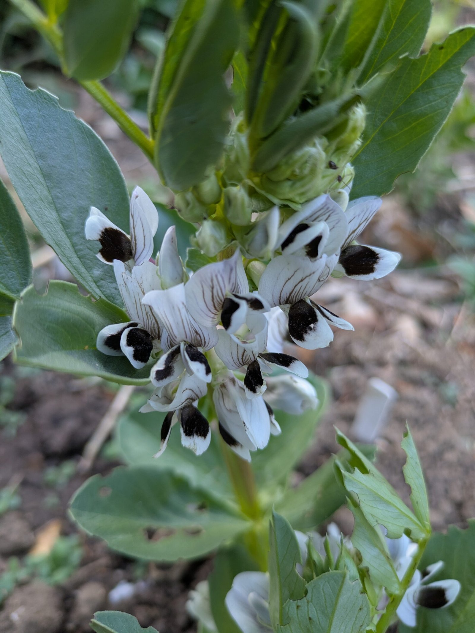 PXL_20250508_174850625 Broad bean flowers