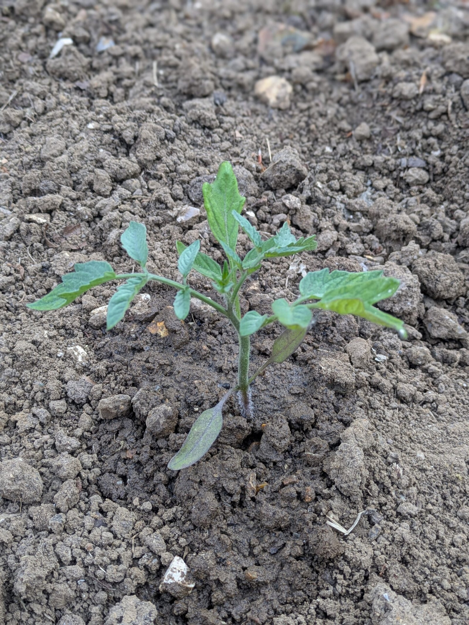PXL_20250510_170847542.PORTRAIT Tomato seedlings