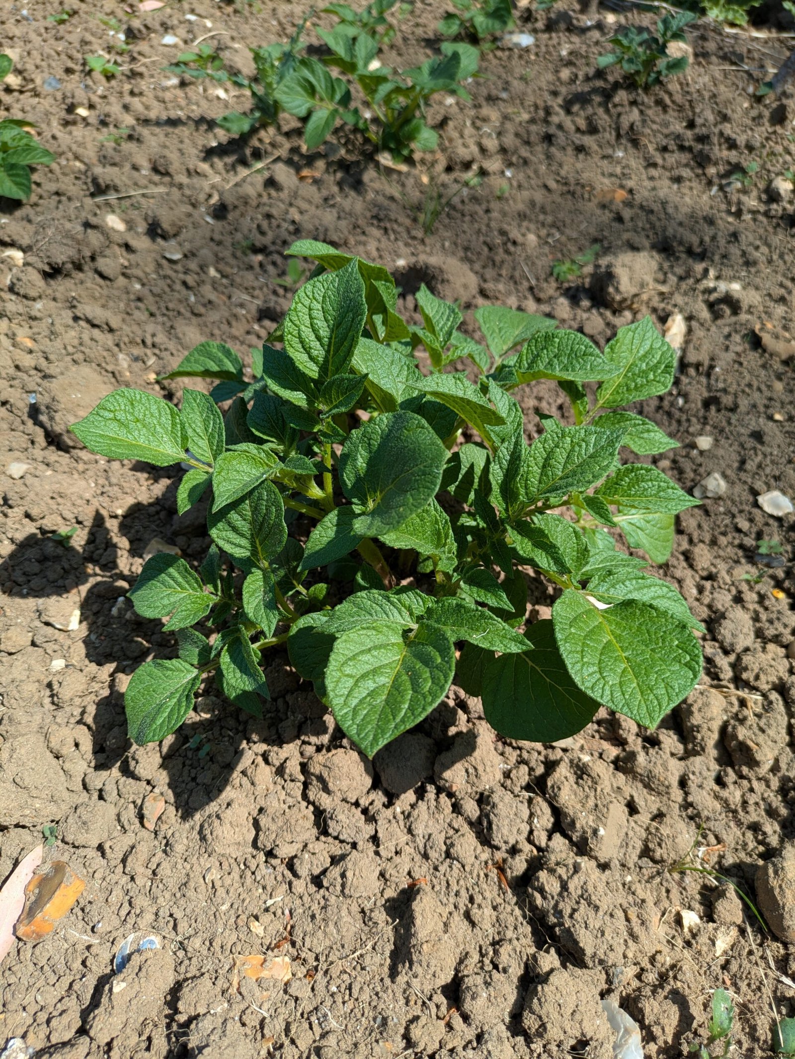 PXL_20250511_114451886 Potato plant