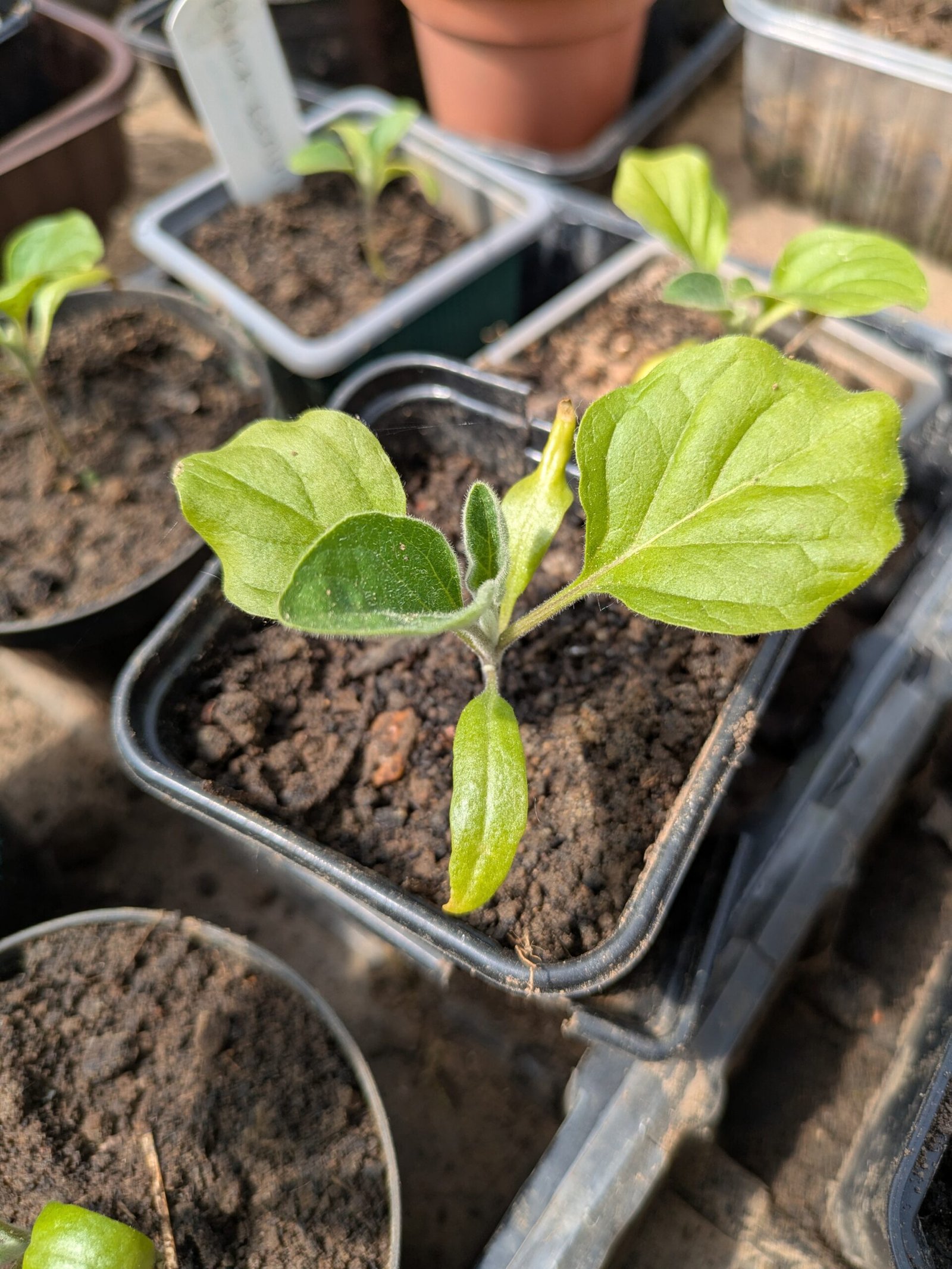 PXL_20250511_114730476 Aubergine seedling