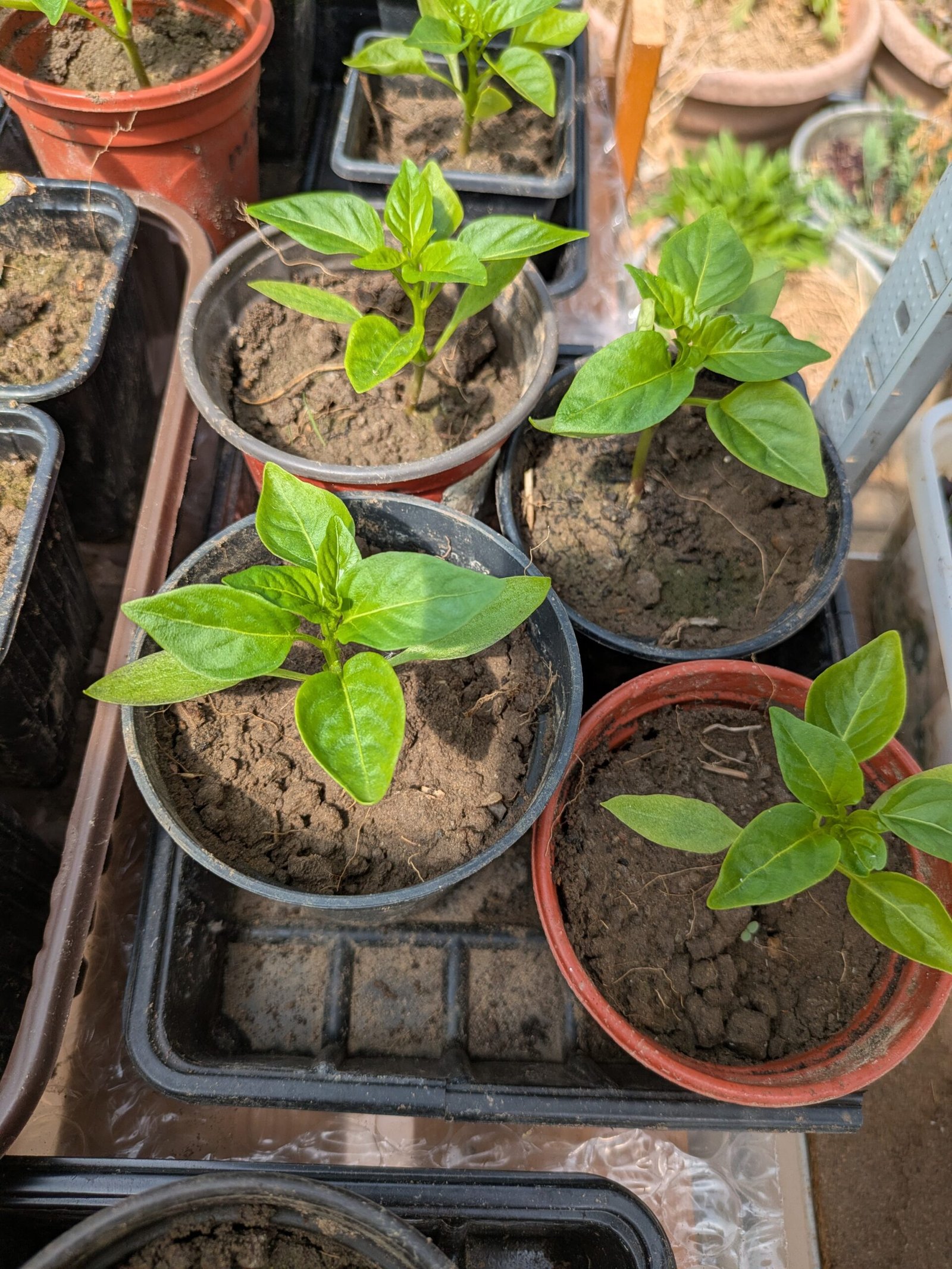 PXL_20250511_114734846 Pepper Seedlings