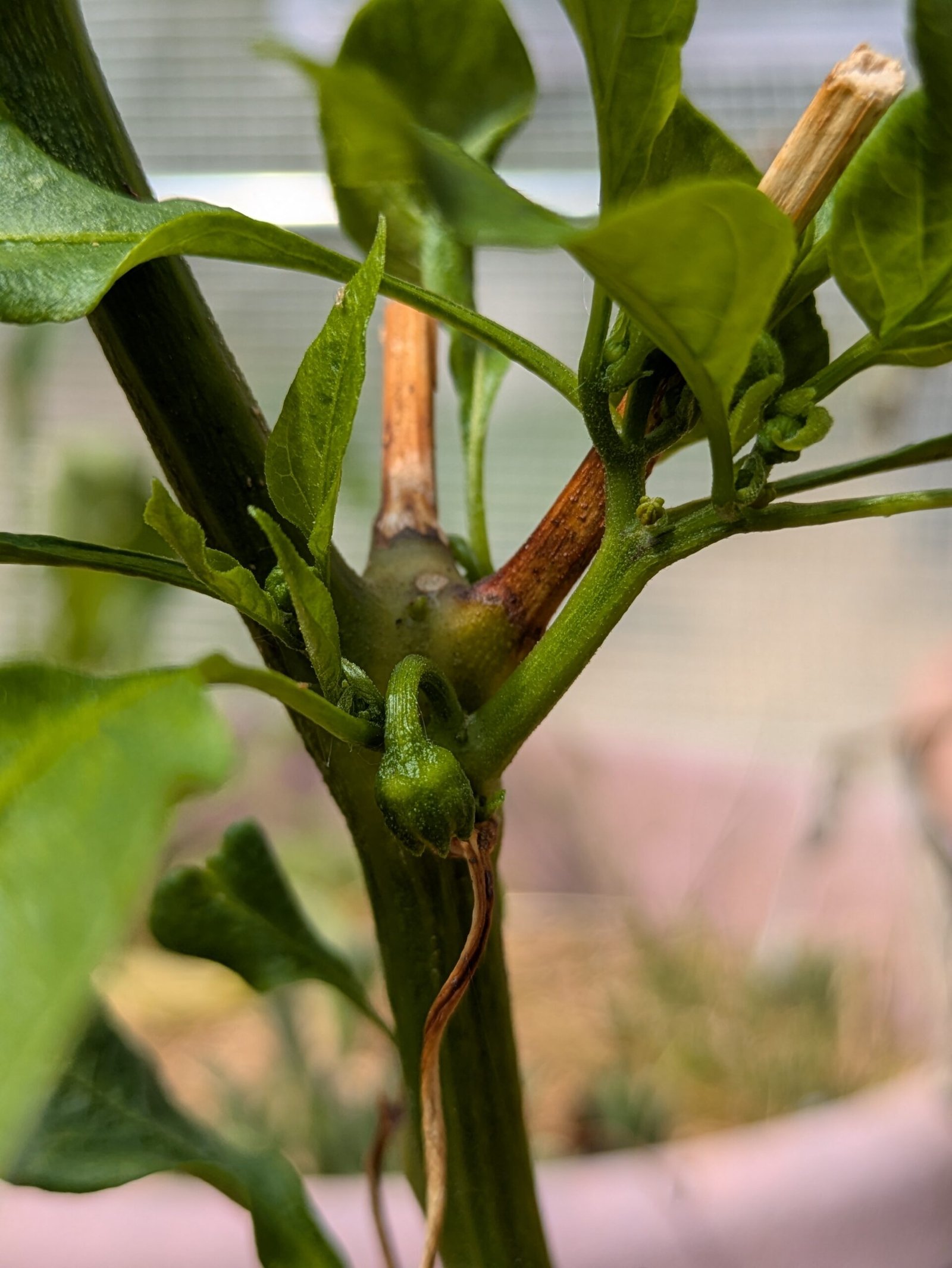 PXL_20250511_114830558.PORTRAIT.ORIGINAL A pepper plant