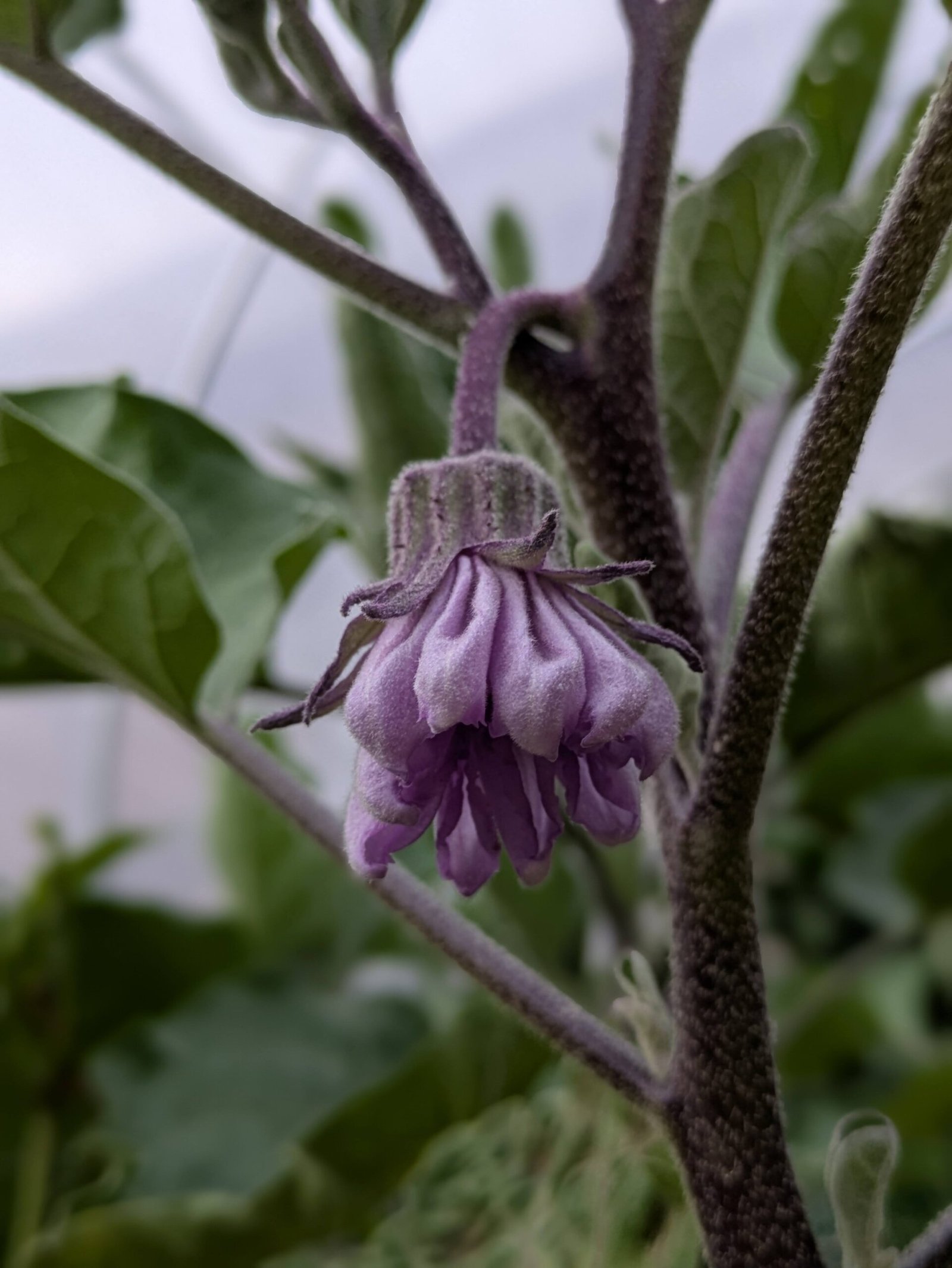 PXL_20250720_191508954.PORTRAIT An aubergine flower