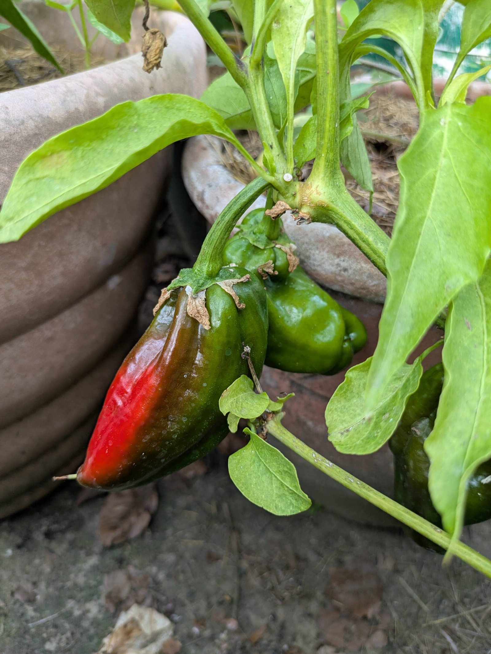 PXL_20250731_163329150 A pepper that is ripening