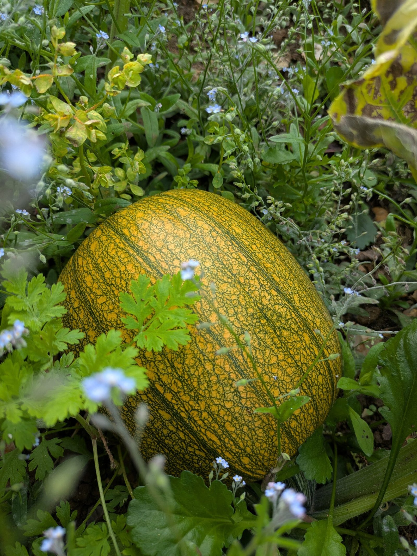 PXL_20250731_163735957 Another Atlantic Giant Pumpkin, this one from a different plant