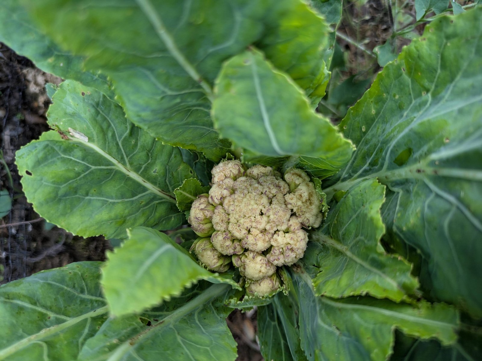PXL_20250731_163844654 A cauliflower that's starting to grow