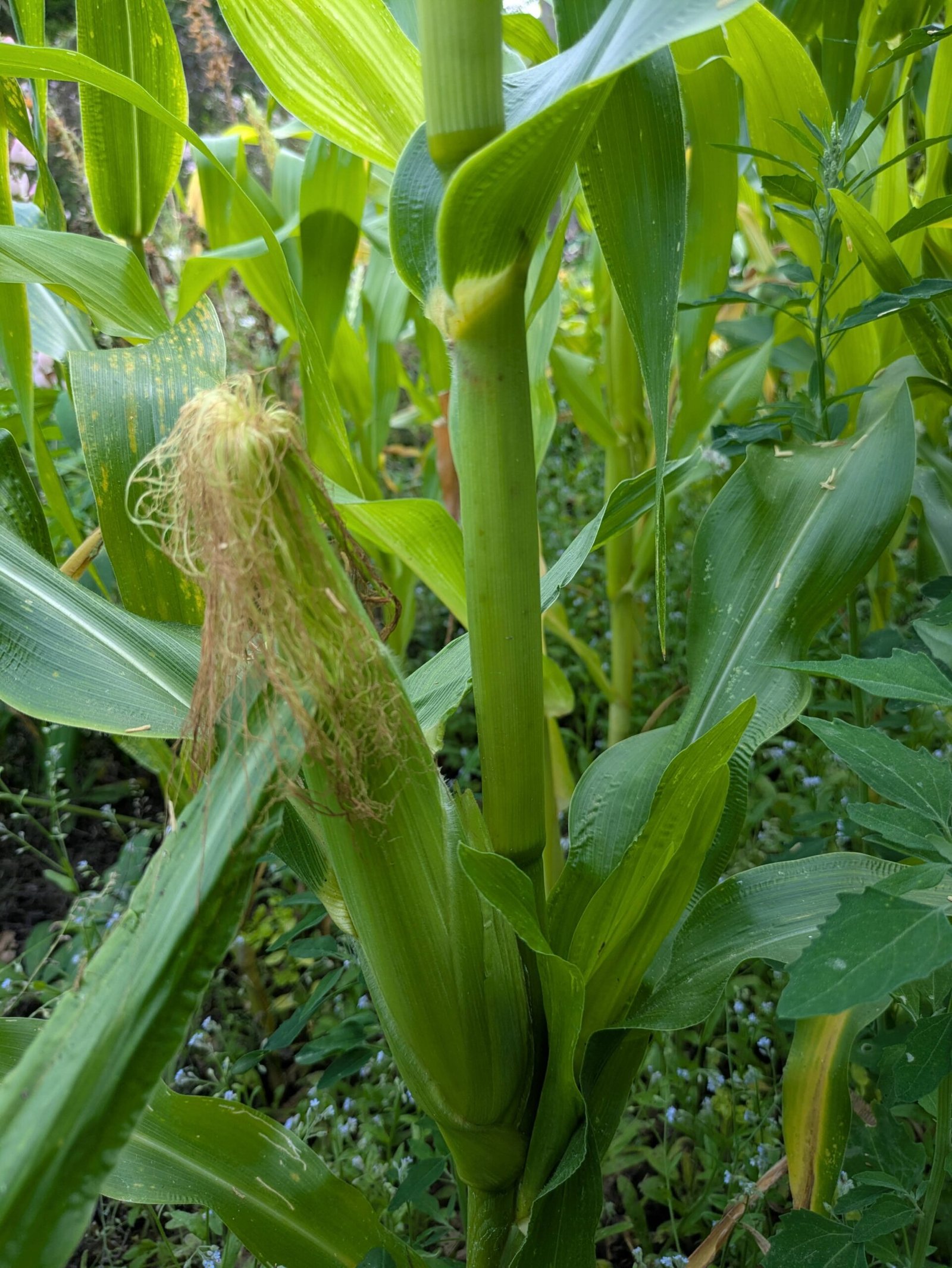 PXL_20250731_163916261 A cob of corn that has been pollinated and is growing on the plant.