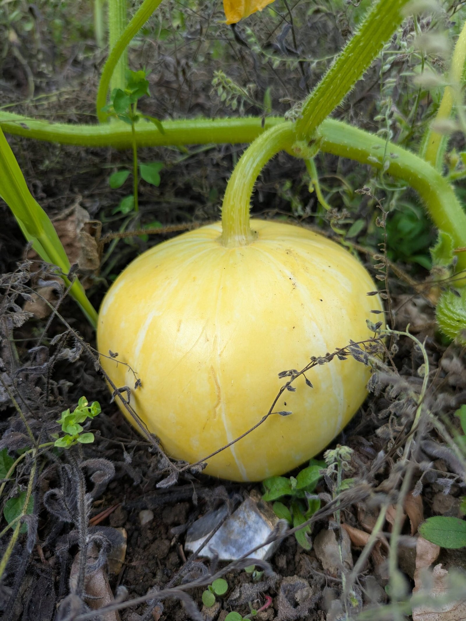 PXL_20250731_170858222 A yellow squash.