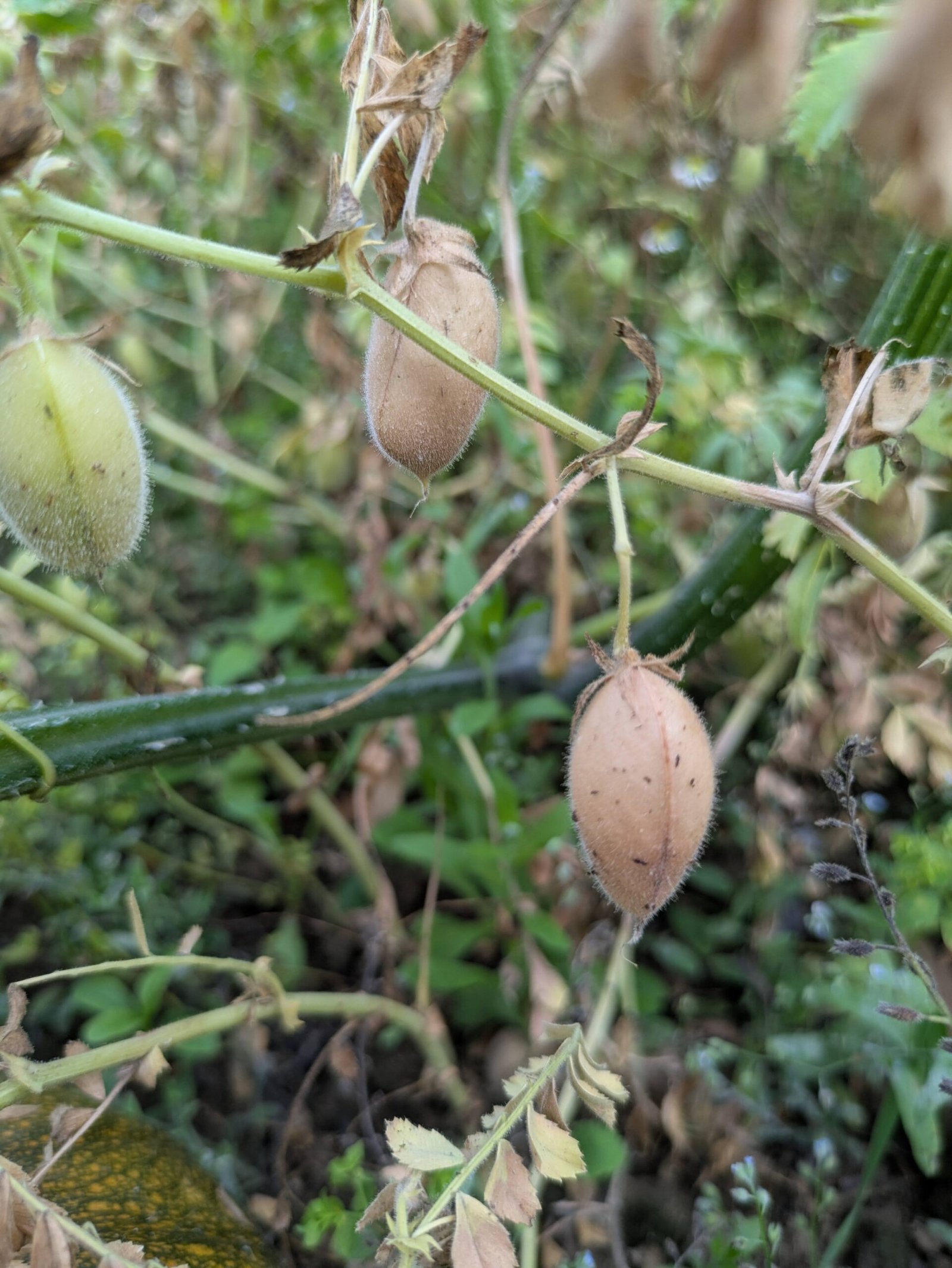 Chickpeas growing on the plant.