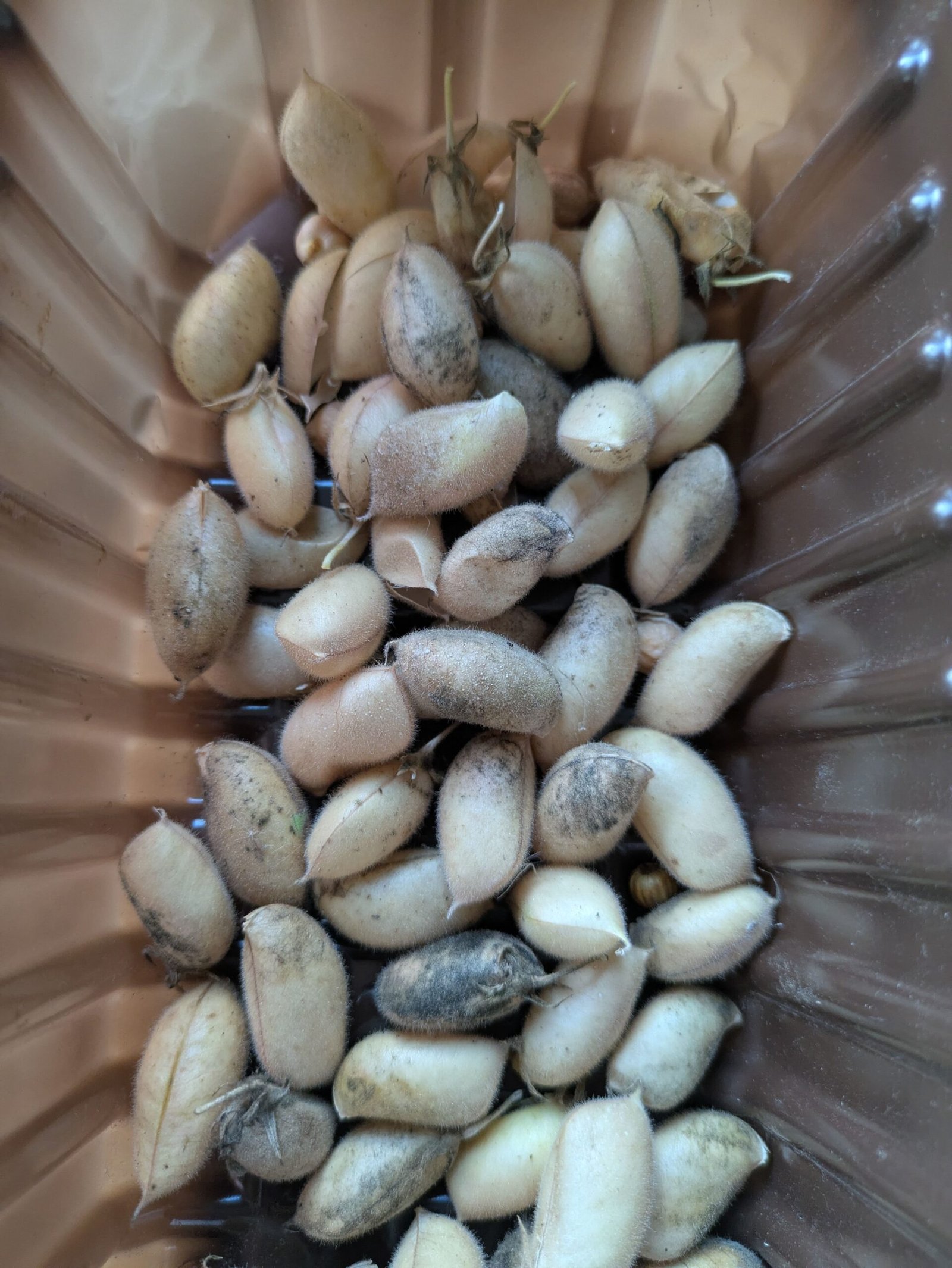 Harvested chickpeas, still in their pods.