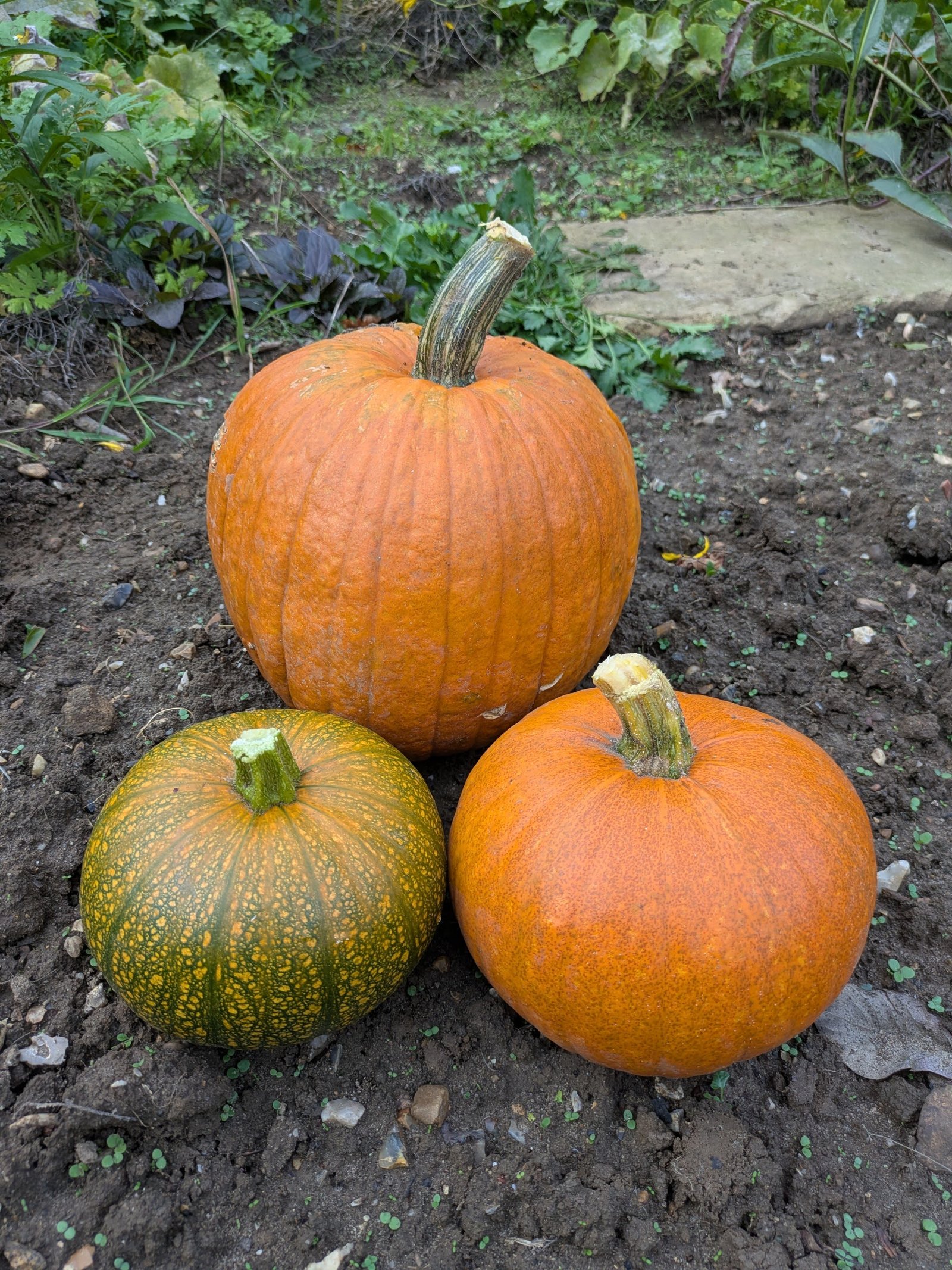 Atlantic Giant pumpkins.