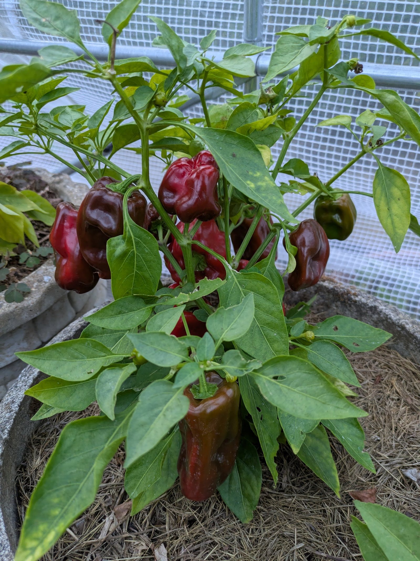 PXL_20250921_173959526