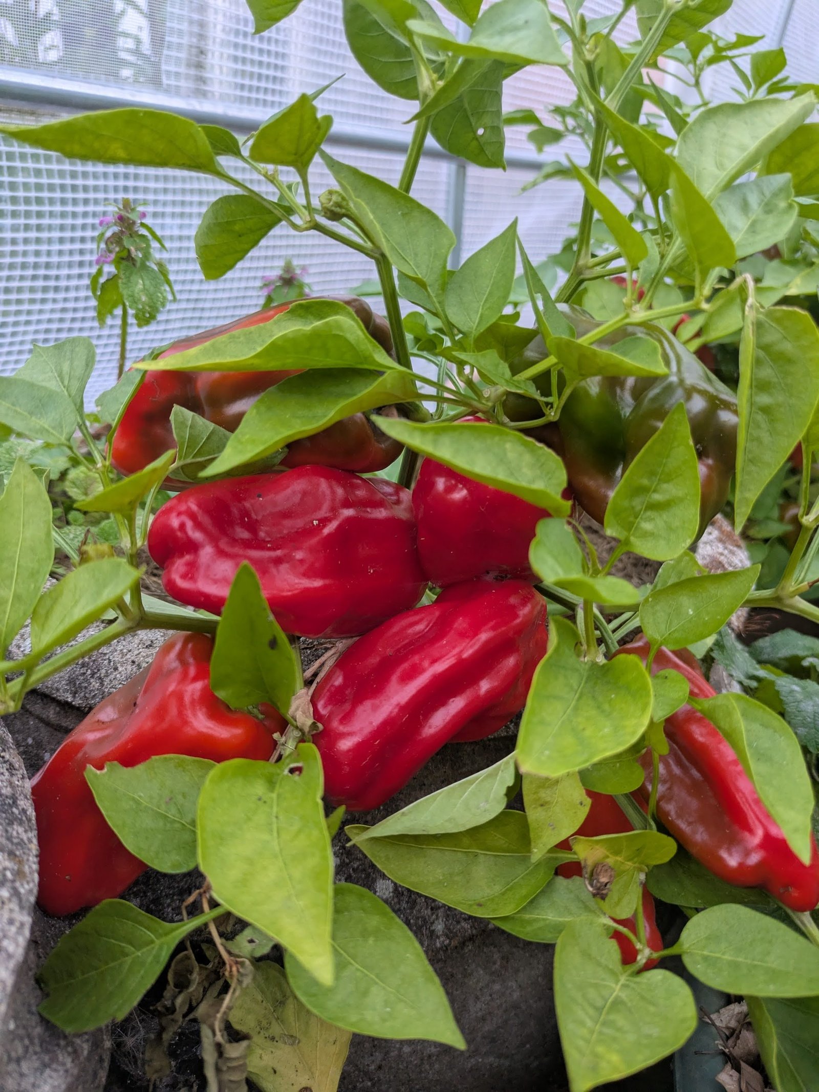 PXL_20250924_173920742