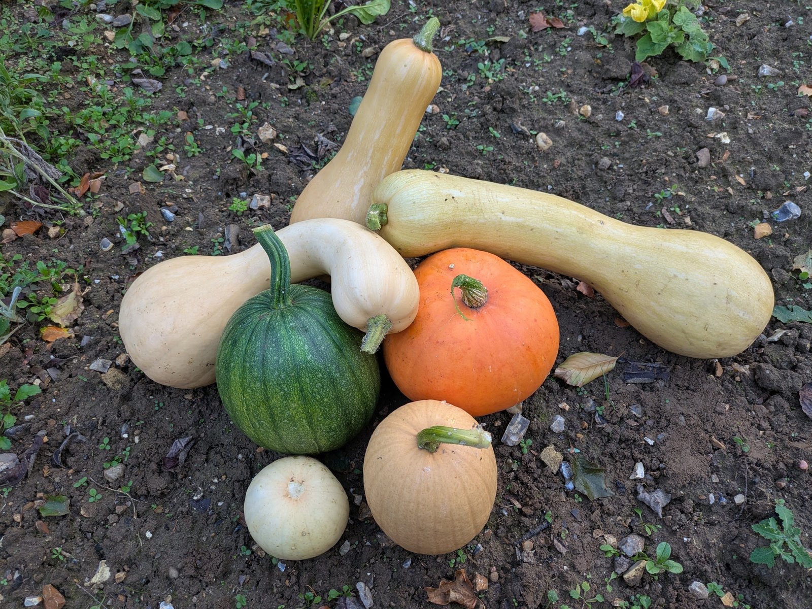 A variety of squashes.