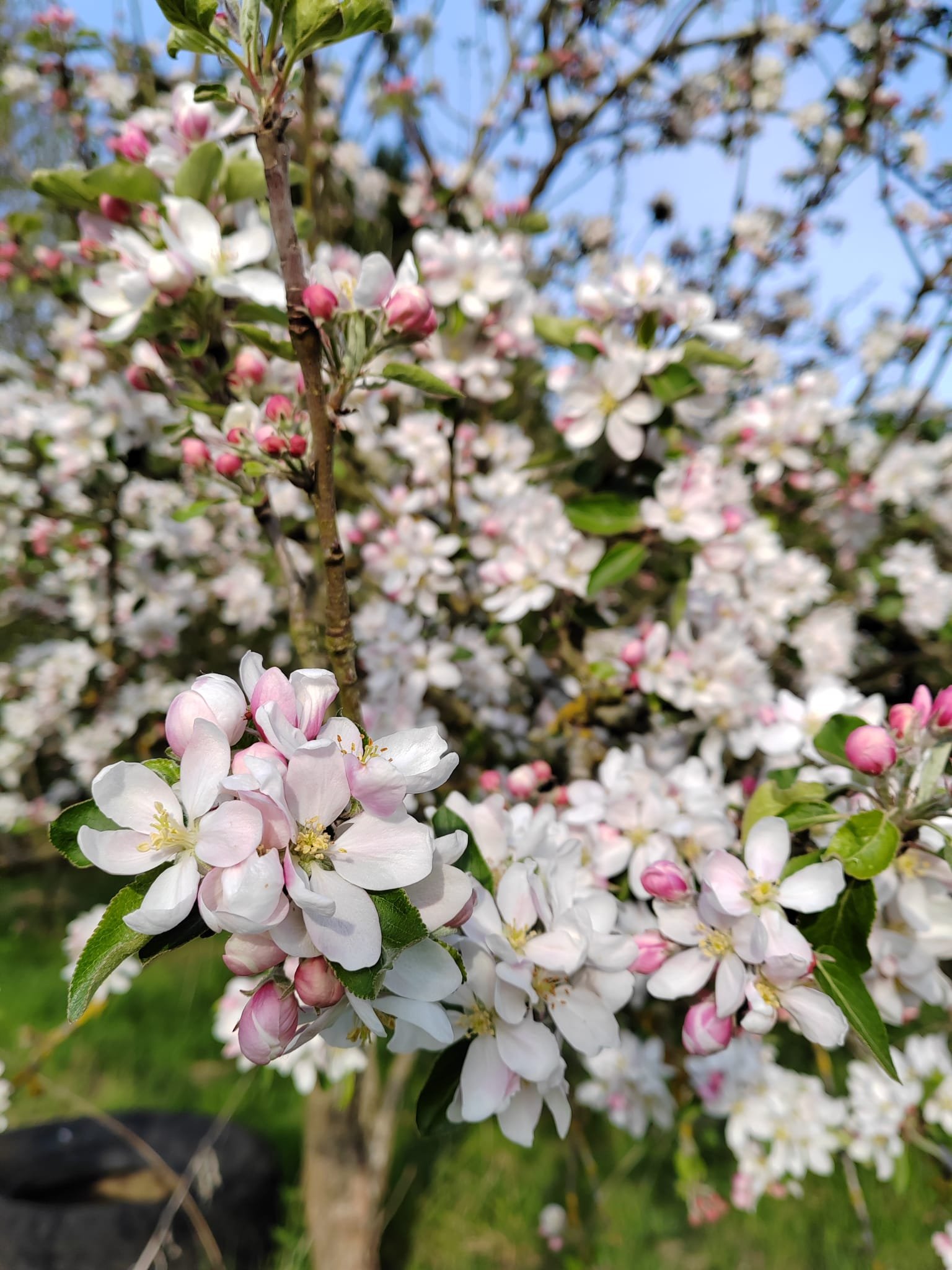 Flowers on an apple tree