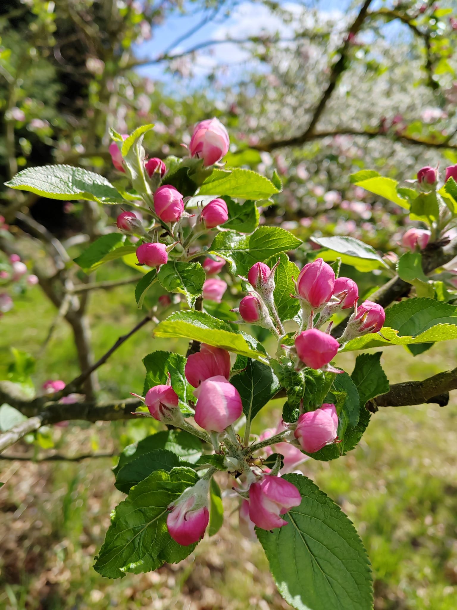 Buds on an apple tree