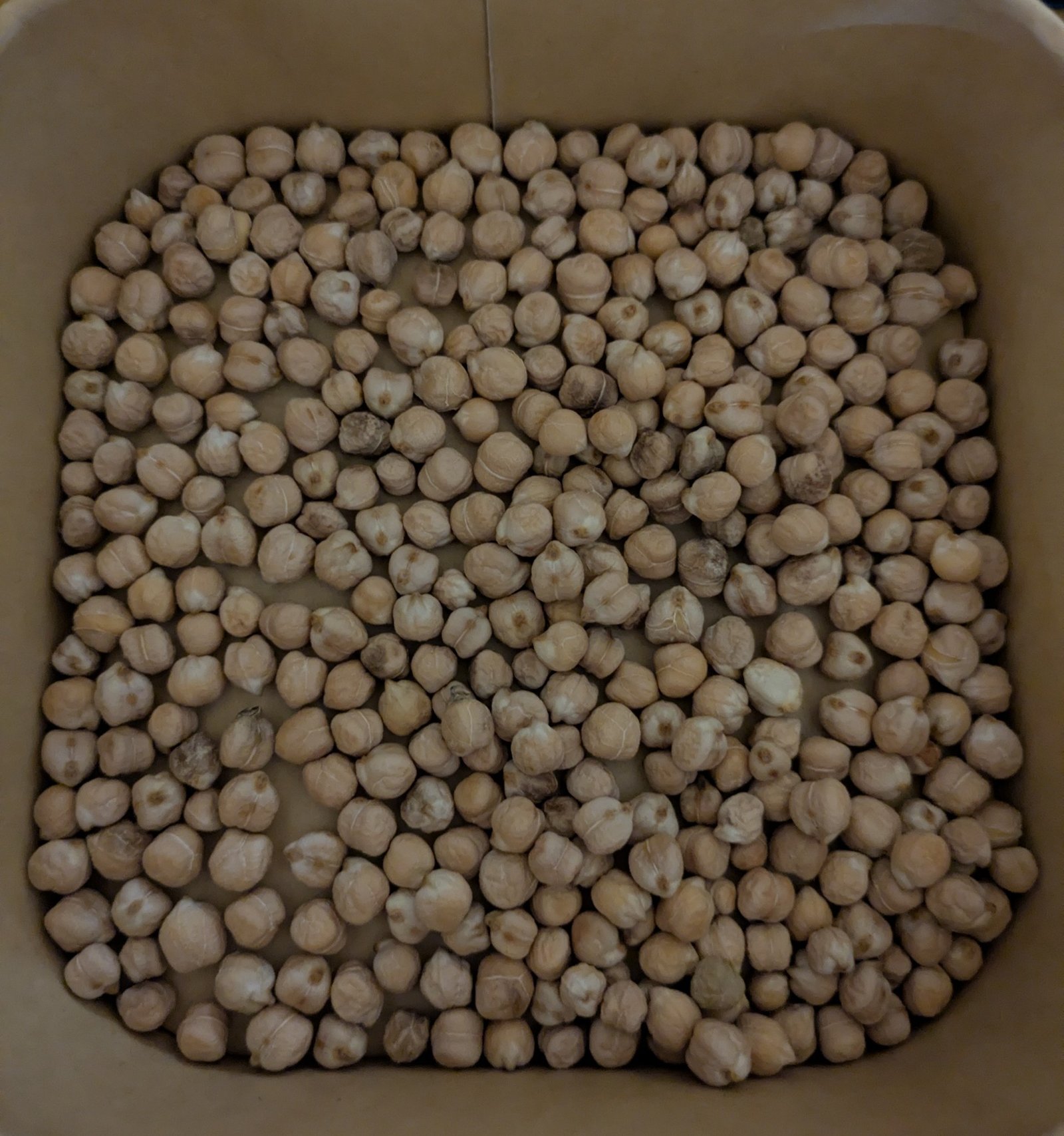 The harvested chickpeas, out of their pods.