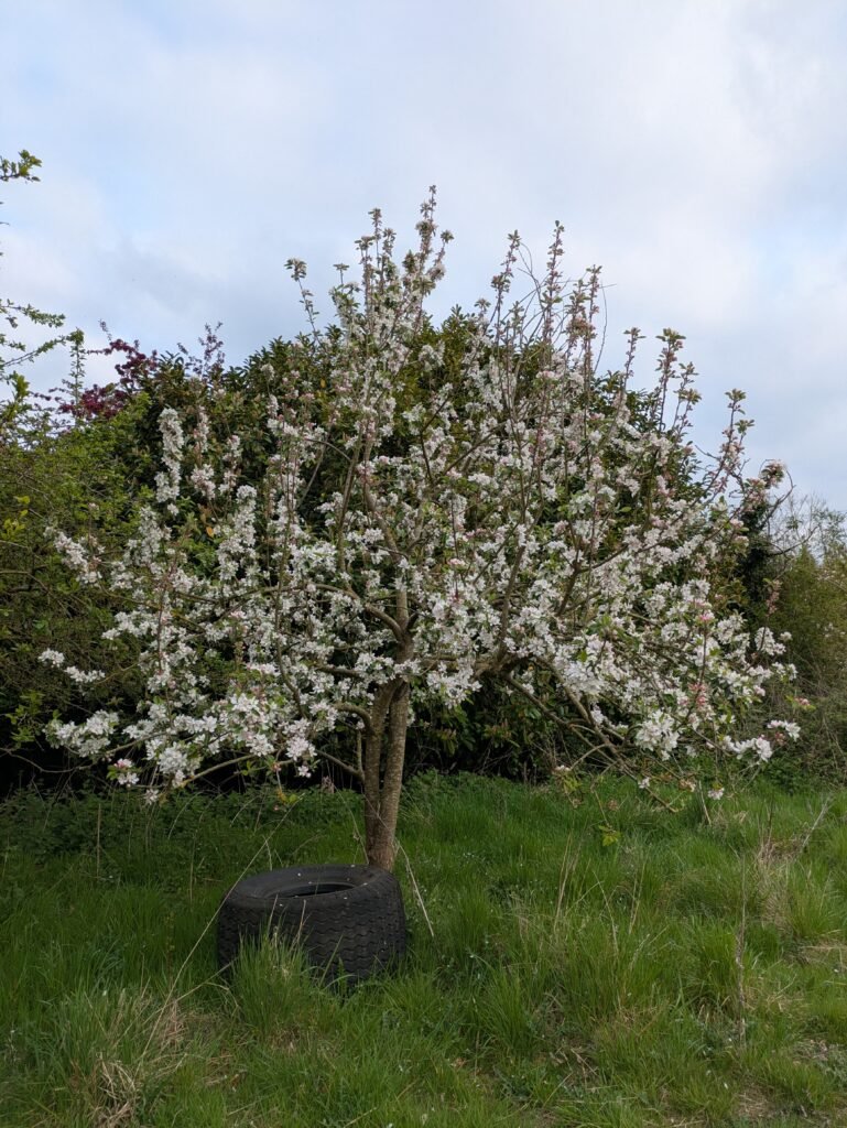 Pruning Apple Trees