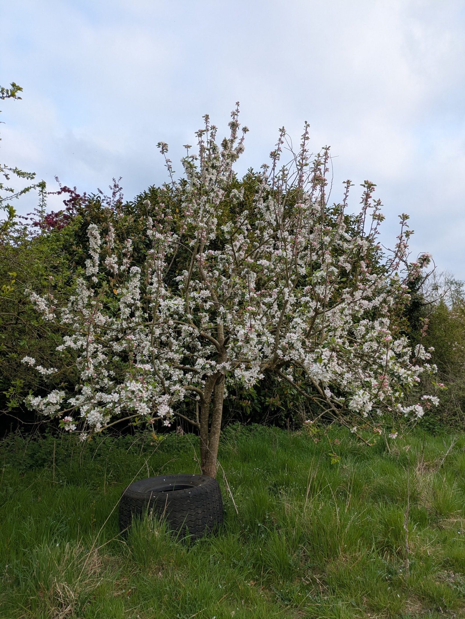 An apple tree in bloom after some light winter pruning.