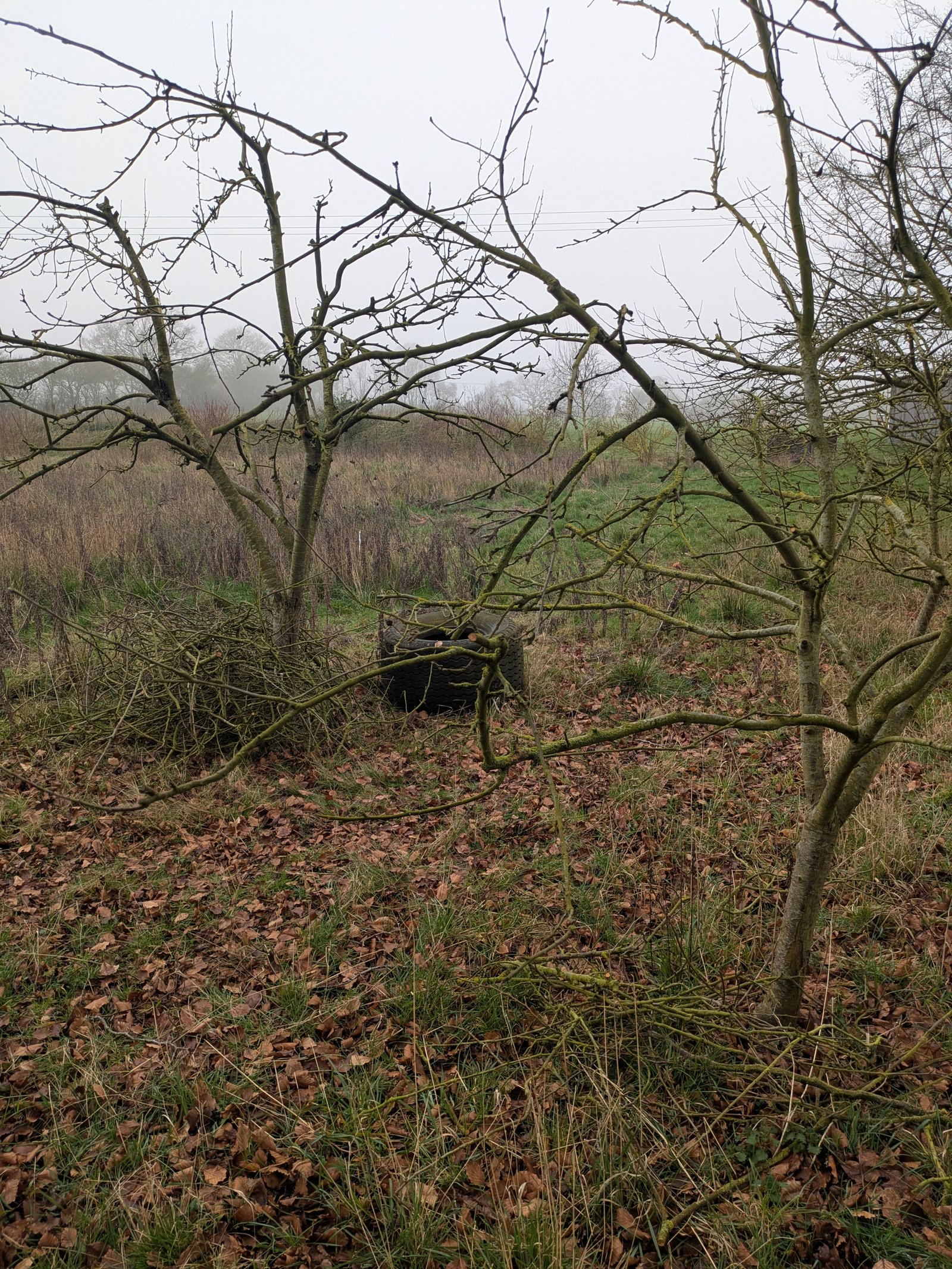 A heavily pruned apple tree (background), and a lightly pruned apple tree (foreground), with the pruned branches on the ground below the trees.
