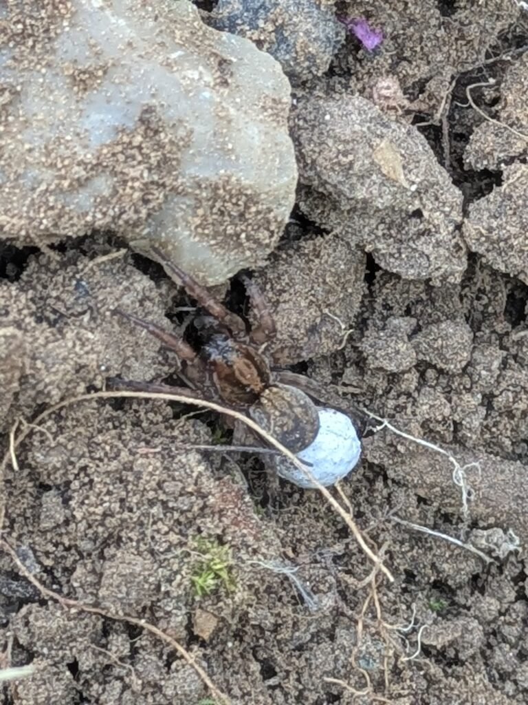 Spiders in the Garden